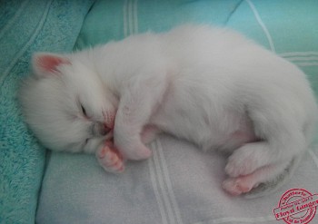 chaton femelle - 14 jours - Chatterie Ragdolls du Val de Beauvoir